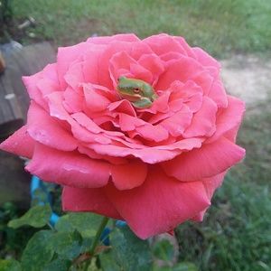 Meet your Posher, Clare